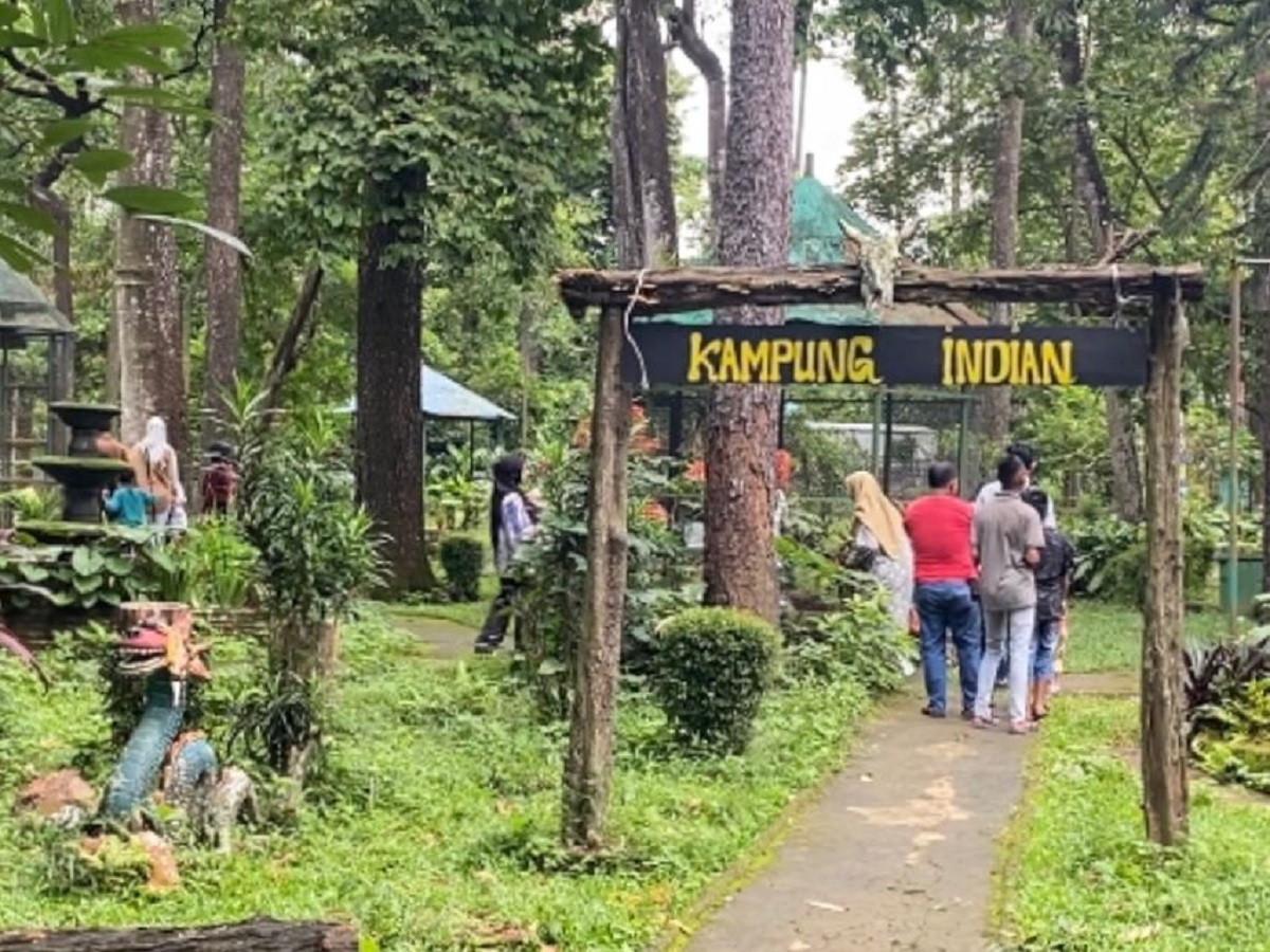 Nikmati Momen Libur Dengan Suasana Asri Hutan Pinus