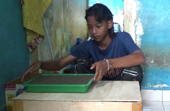 Remaja di Palembang Sukses Ternak Jangkrik, Raup Untung Jutaan Rupiah Per Bulan