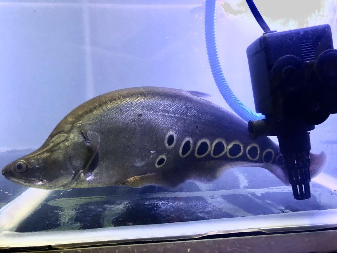 Kenapa Ikan Belido Jadi Ikon Palembang? Simak Penjelasannya