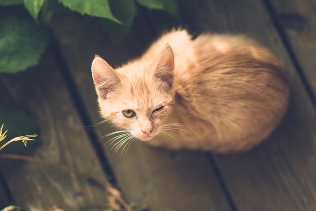 Penyayang Oyen dan Sedulurnya Sebaiknya Tahu Virus Kucing Berbahaya