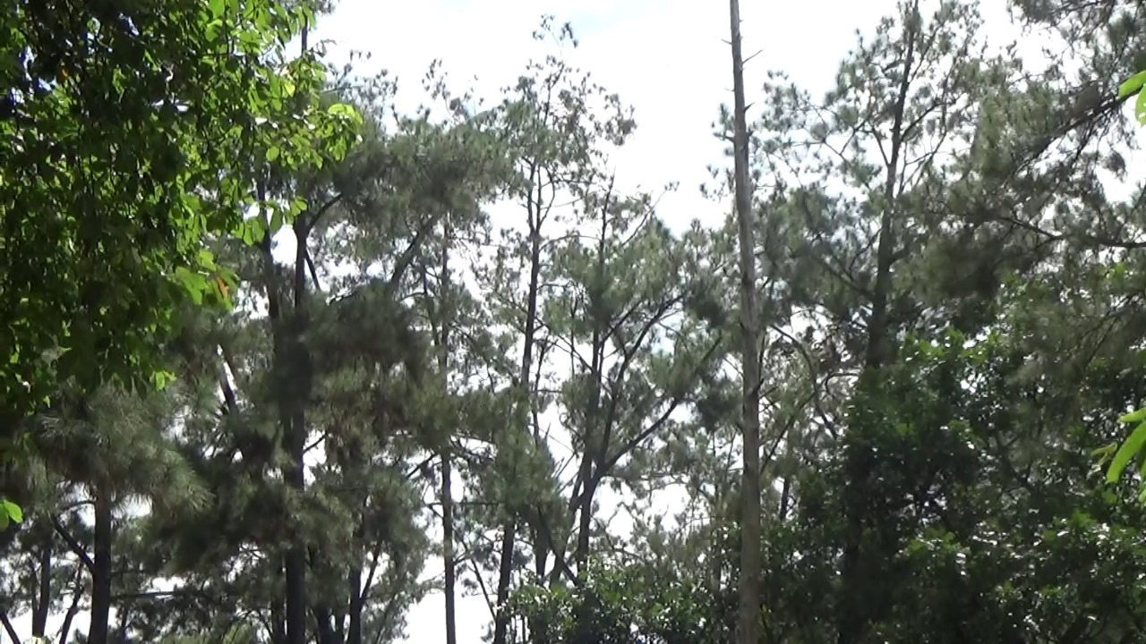 Bencana Sumatera Jadi Warning, 300 Ribu Hektare Lahan Kritis di Sumsel