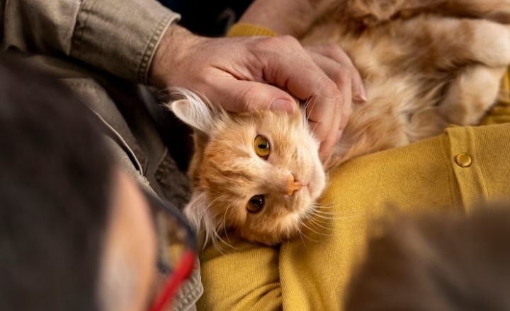 Kucing sebagai Sahabat Emosional: Bagaimana Memelihara Kucing Membantu Kesehatan Mental Anda