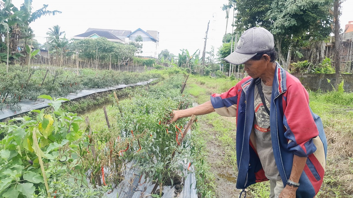 Petani Resah! Musim Hujan Bawa Hama, Tanaman Cabai Terancam