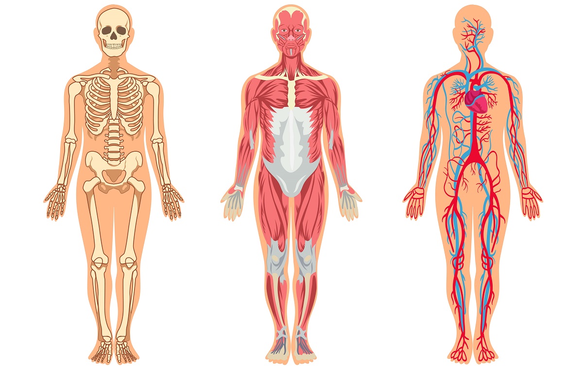 Mempelajari Bagian Tulang Pada Tubuh Manusia, Inilah 6 bagian dan Fungsinya