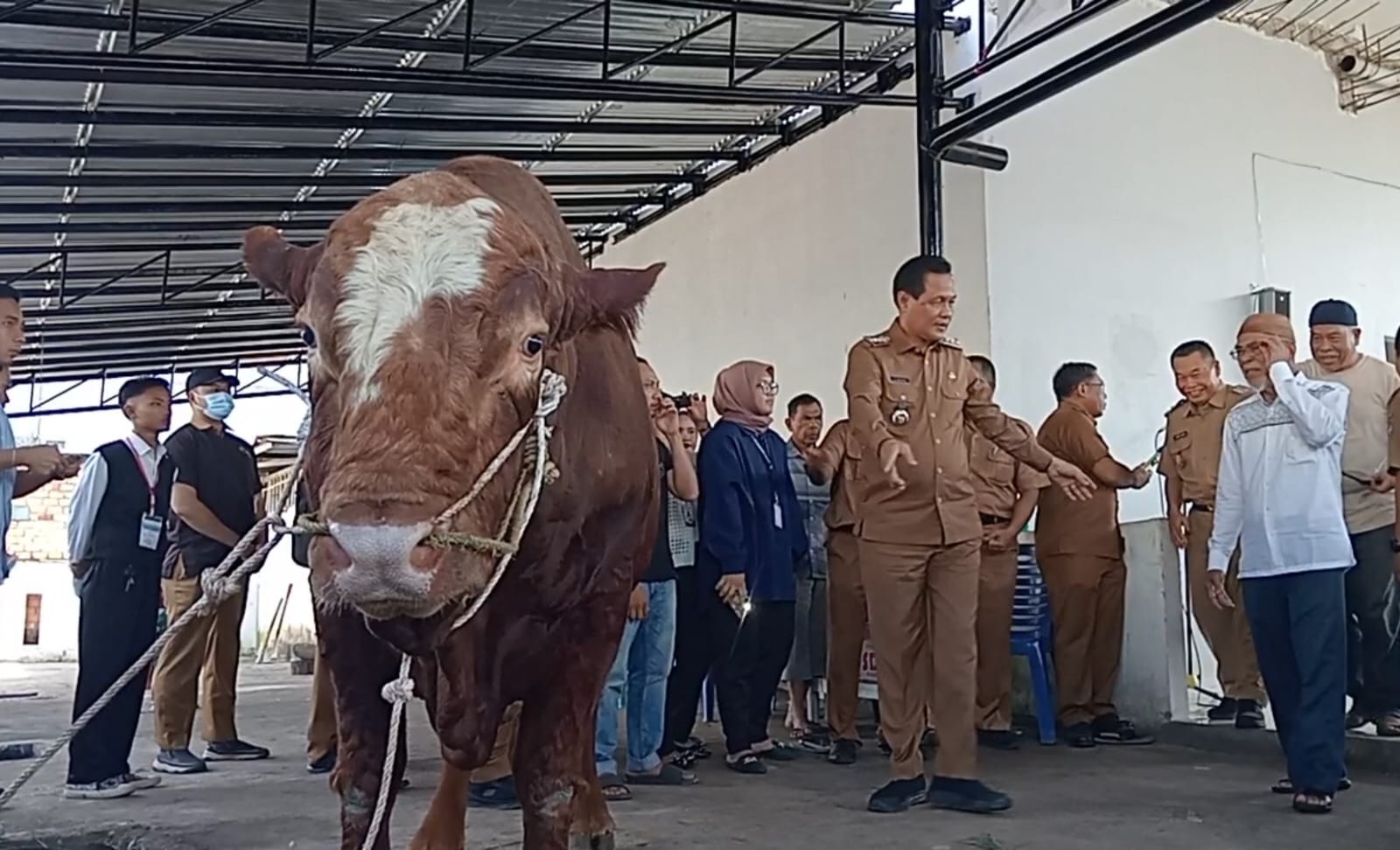 Panjul Sapi 900 kg yang di Kurbankan Prabowo di Muara Enim