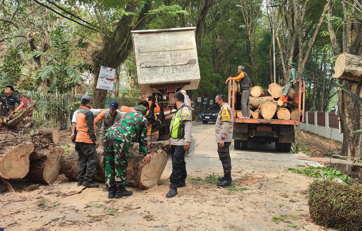 Pohon Angsana Tua Depan UPTD BLK Disnakertrans Sumsel Tumbang, Jalan Macet Total