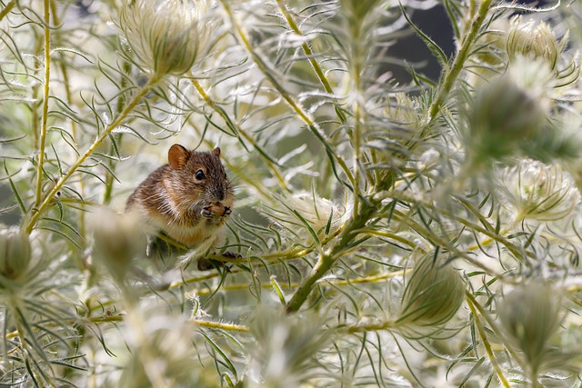 6 Tanaman Cantik yang Ampuh Mengusir Tikus dari Lingkungan Rumah