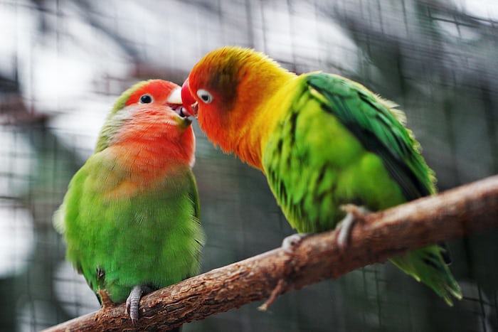 Tips Terbaru Membedakan Lovebird Jantan dan Betina dengan Mudah