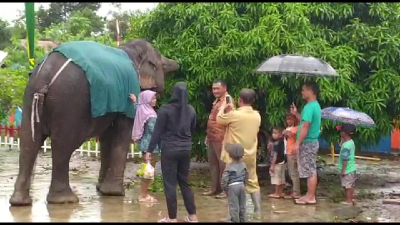 Video: Wisata Satwa Gajah Sumatera di Muara Padang Butuh Dikembangkan