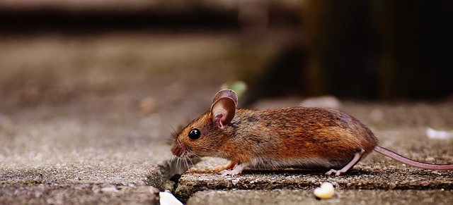   Tanpa Racun, Beginilah Cara Mudah Mengusir Tikus dari Rumah