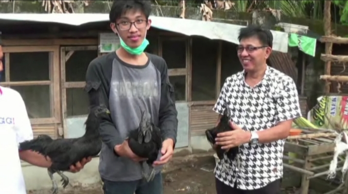 Budidaya Ayam Cemani, Pemuda Palembang Raup Untung Jutaan Rupiah