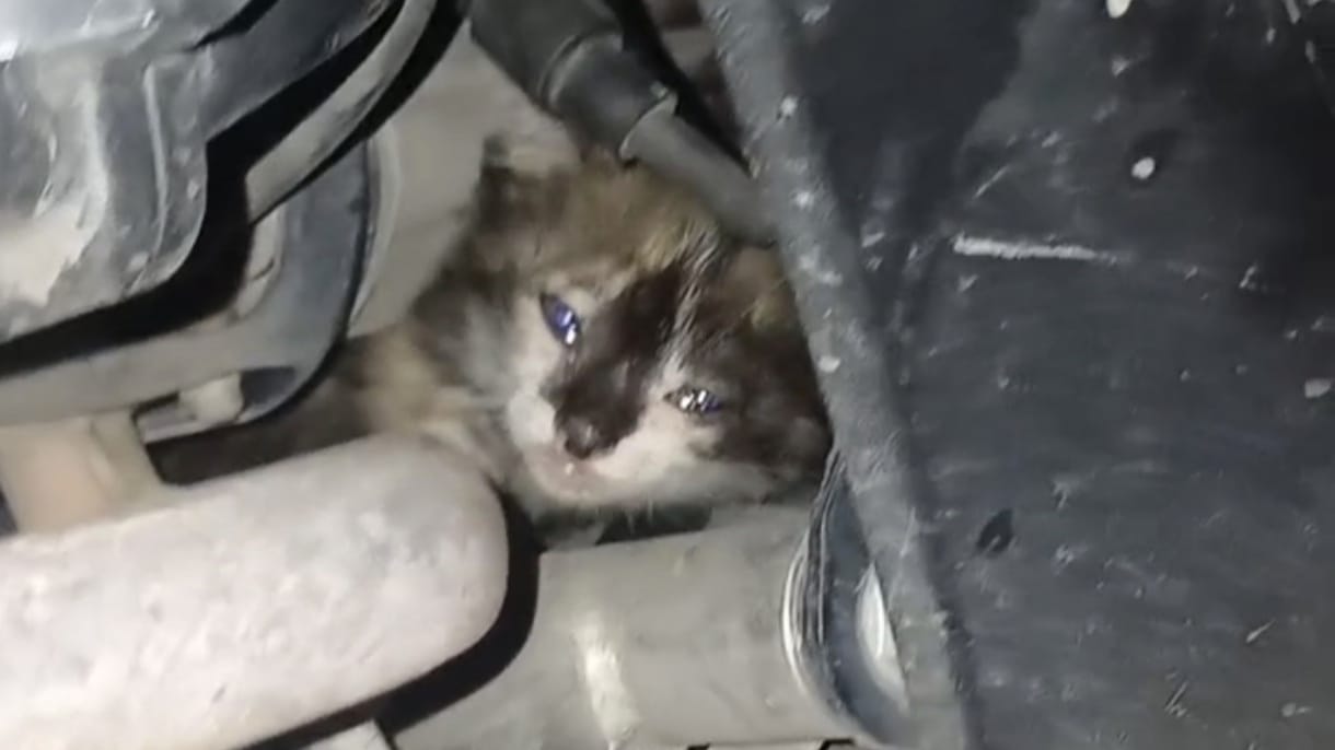 Heroik!! Tangisan Anak Kucing Bawa Petugas Damkar Menyelamatkan
