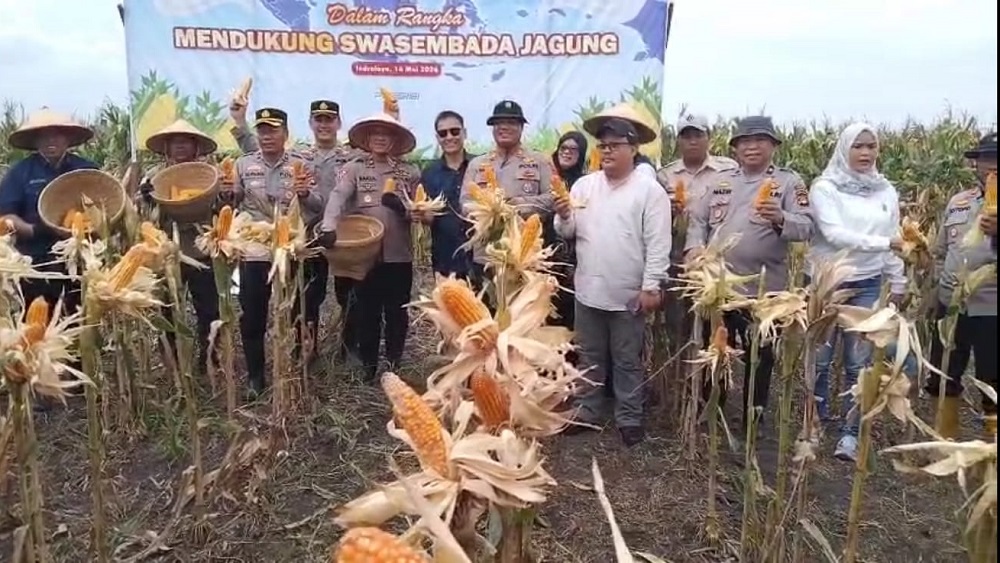 Polres Ogan Ilir Panen 12 Ton Jagung dari Lahan 3 Hektar