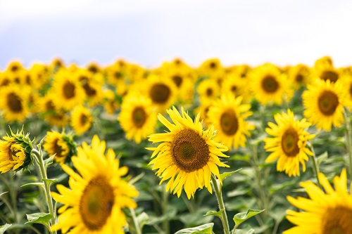 Budidaya Bunga Matahari: Kunci Sukses Petani Modern dalam Meningkatkan Produksi dan Keberlanjutan