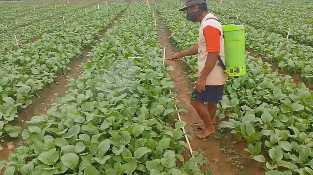 Berkah Bagi Petani Sayur di Banyuasin, Harga Sawi Melonjak Menjadi Rp 8.000 Per Kilo 