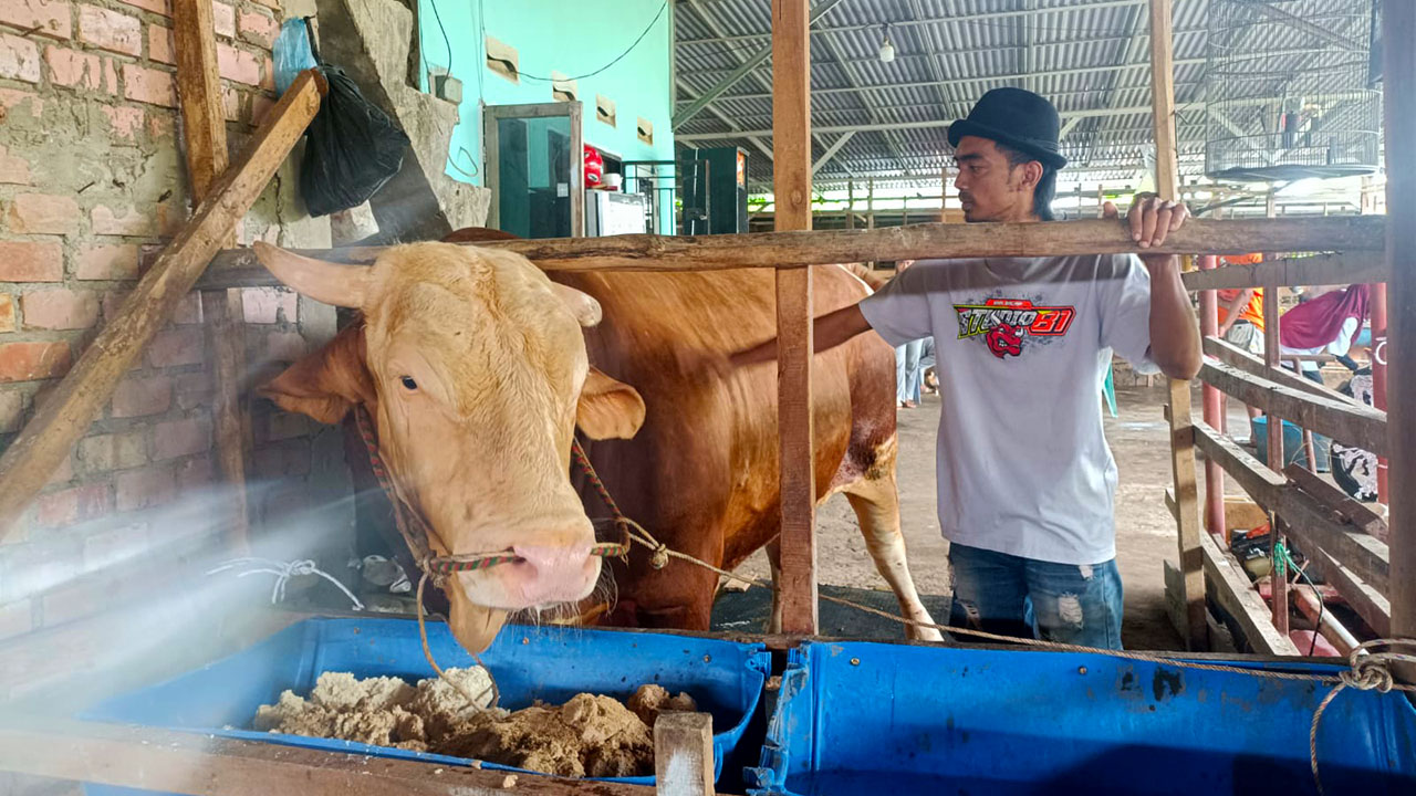 Arjuna Terpilih sebagai Sapi Kurban Presiden Prabowo di Palembang