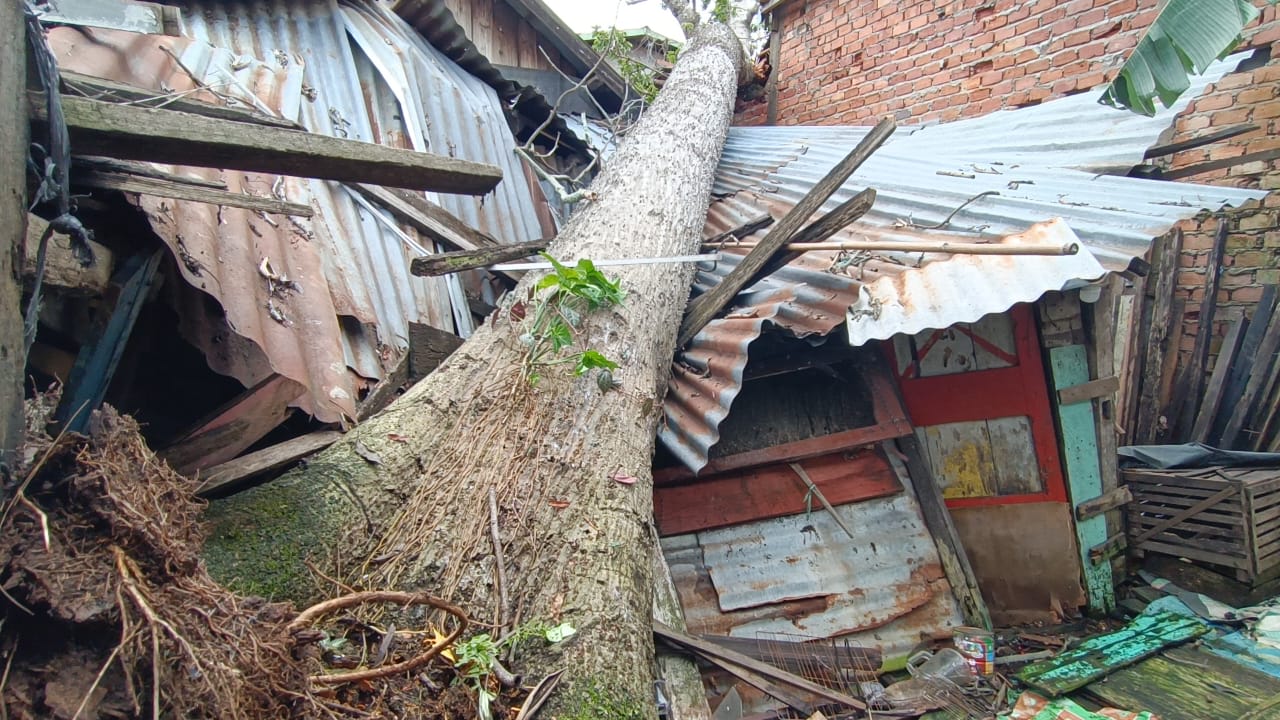 Pohon Kapuk Ratusan Tahun Tumbang Dihajar Hujan Badai, Timpa 2 Rumah dan 3 Orang Terluka