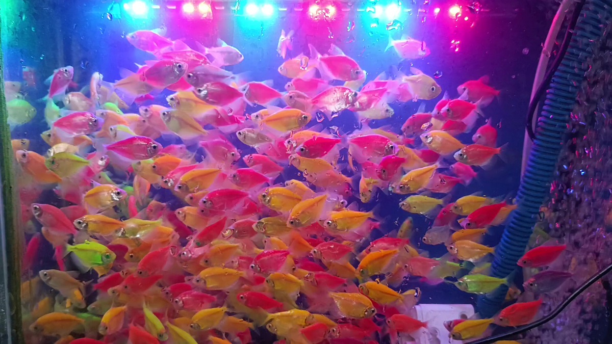 Ikan Glofish Jadi Primadona Baru di Dunia Ikan Hias