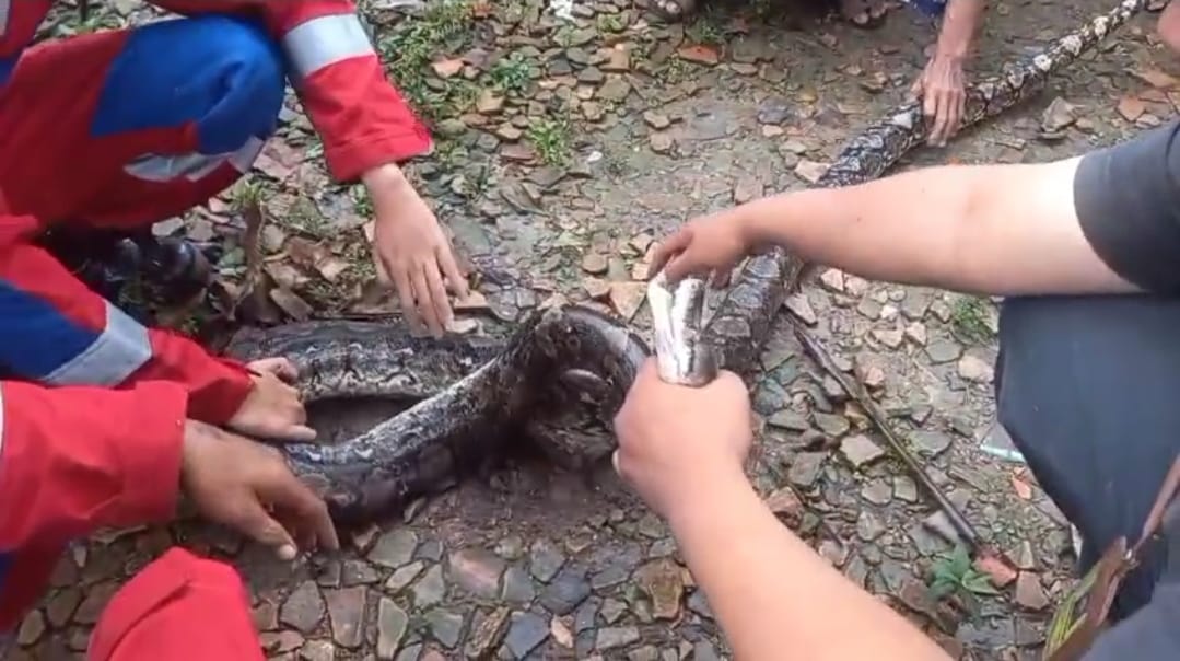 Heboh! Ular Sanca di Atas Pohon Pisang Bikin Warga Palembang Panik