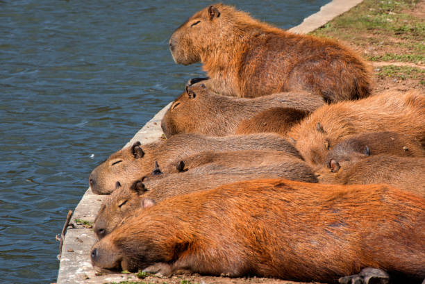 Ini Dia Capybara, Hewan Viral Asal Amerika yang Disebut ‘Masbro’
