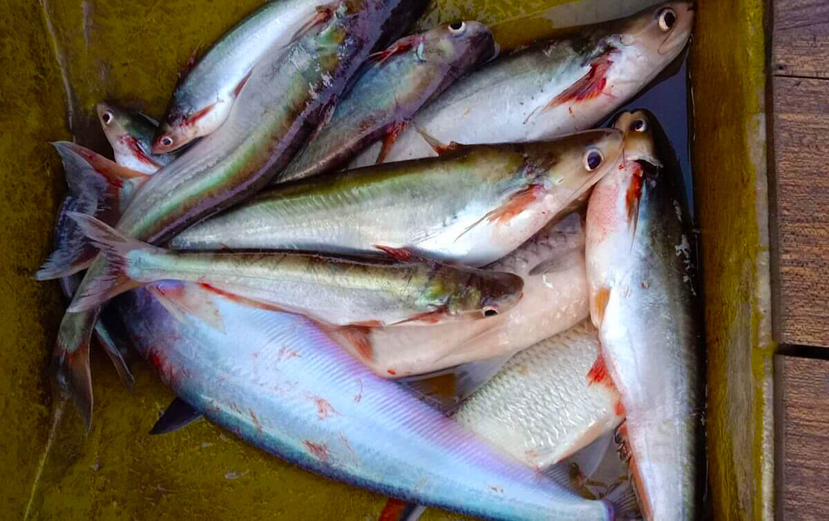 5 Keunggulan Ikan Juaro untuk Meningkatkan Imunitas Tubuh