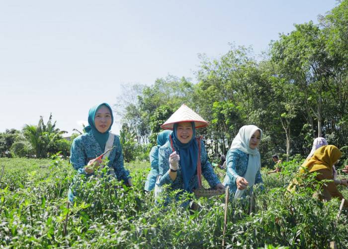 Kebun Cabai Binaan PKK OKU Selatan Jadi Sumber Penghasilan Baru Masyarakat Desa