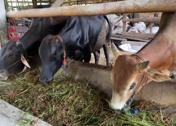 Sumsel Siapkan 74.000 Hewan Kurban, DKPP Pastikan Pengawasan Ketat Jelang Idul Adha