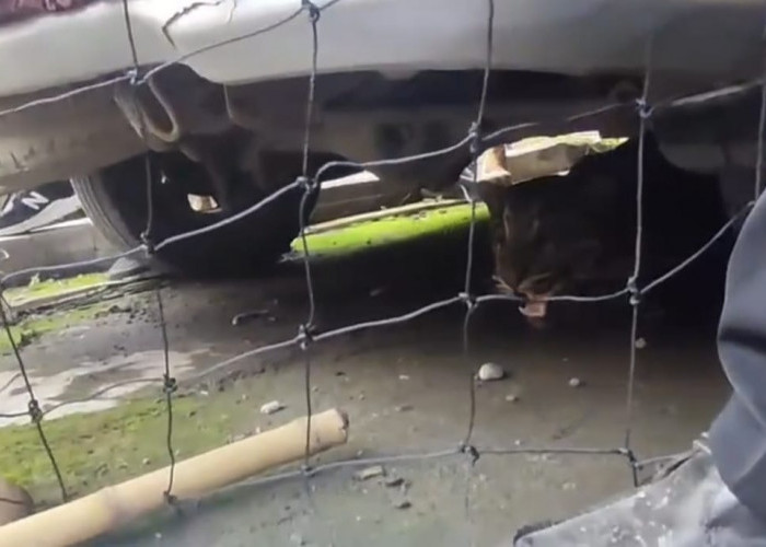 Heboh! Macan Dahan Masuk Permukiman Warga Lahat