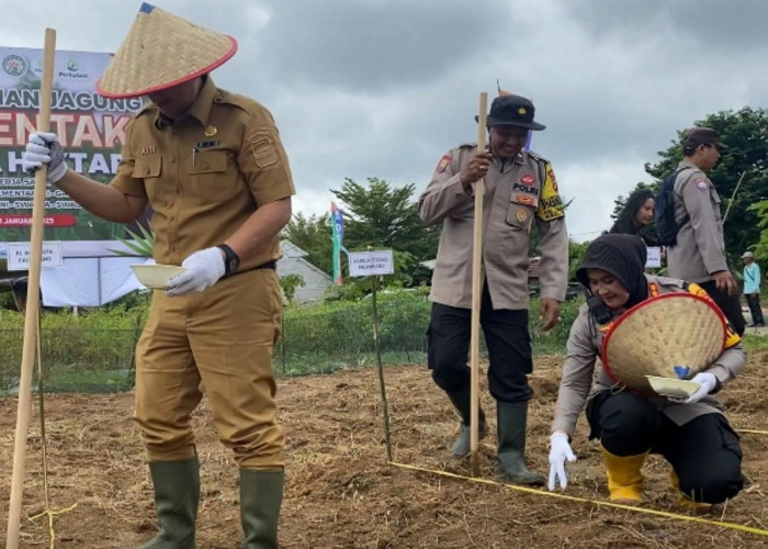 Tanam Jagung Serentak 1 Juta Hektar Dukung Swasembada Pangan