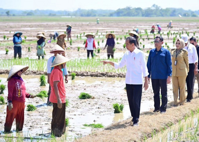 Jokowi Akan Tambah Subsidi Pupuk demi Meningkatkan Produksi Pertanian