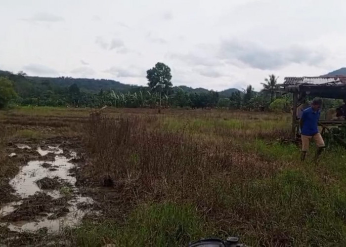 Irigasi Air Lemutu Diduga Dibangun Asal Jadi, Sawah Warga Kering.