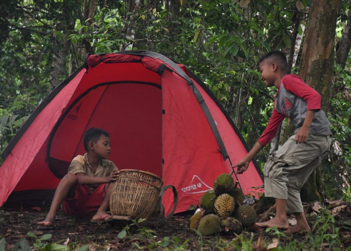 Wisata Temalam Kampungan, Rasakan Sensasi Camping di Kebun Durian di Desa Kelumpang Kecamatan Ulu Ogan