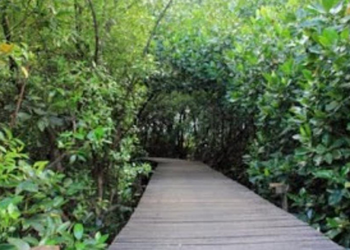 Panorama Keindahan Hutan Mangrove di Probolinggo yang Memukau Mata