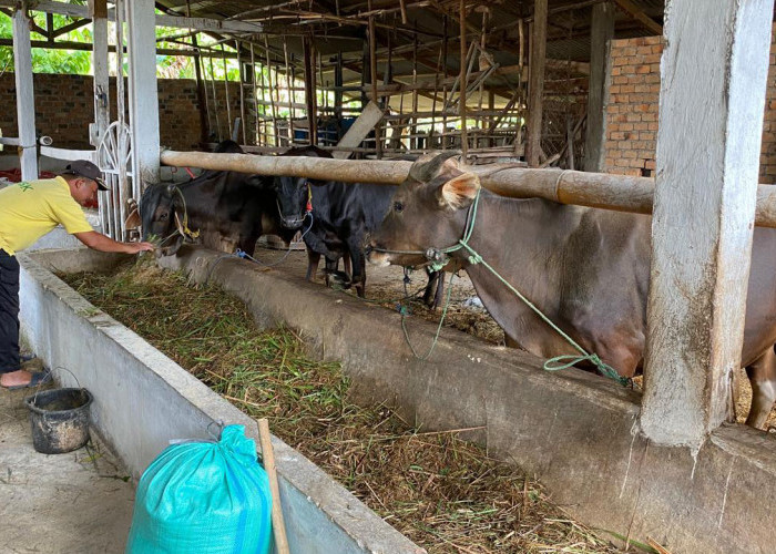 Penjual Hewan Kurban di OKU Timur Keluhkan Sepi Pembeli