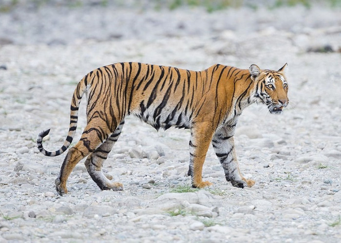 Keajaiban dan Tantangan: Mengeksplorasi Dunia Harimau