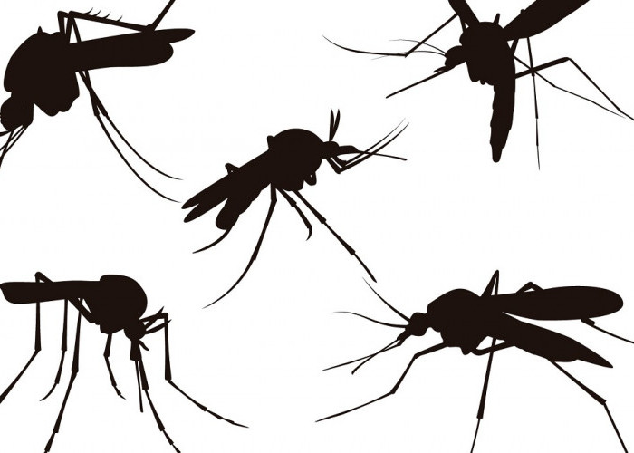  Waspada DBD: Kenali Siklus Hidup Nyamuk Aedes Aegypti Di Lingkungan Kita