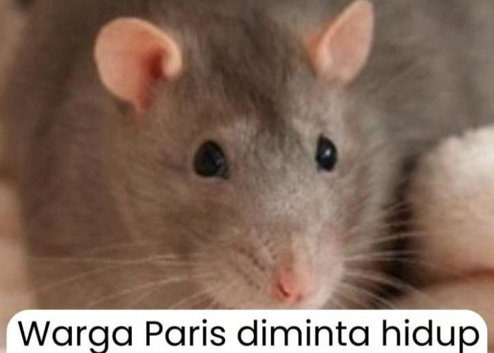 Mencekam! Begini Kronologi Kota Cinta Paris Yang Sekarang Penduduknya Hidup DI Lingkungan Banyak Tikus