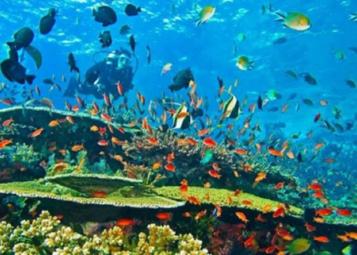 Museum Bawah Laut Biak, Saksi Sejarah PD II