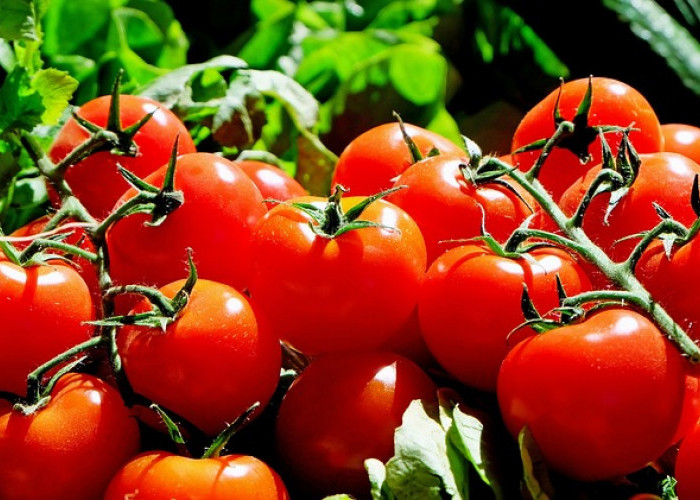 Manfaat Luar Biasa Buah Tomat bagi Kesehatan Manusia