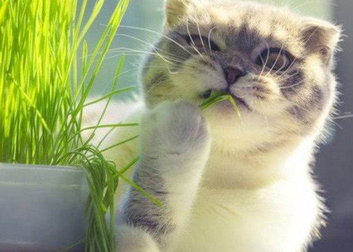 Jangan Heran Kalau Lihat Kucing makan Rumput, Ini Alasannya.