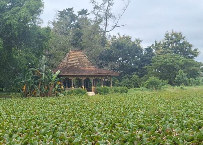 Eceng Gondok Cemari Kanal Taman Purbakala Kerajaan Sriwijaya, Cagar Budaya Palembang