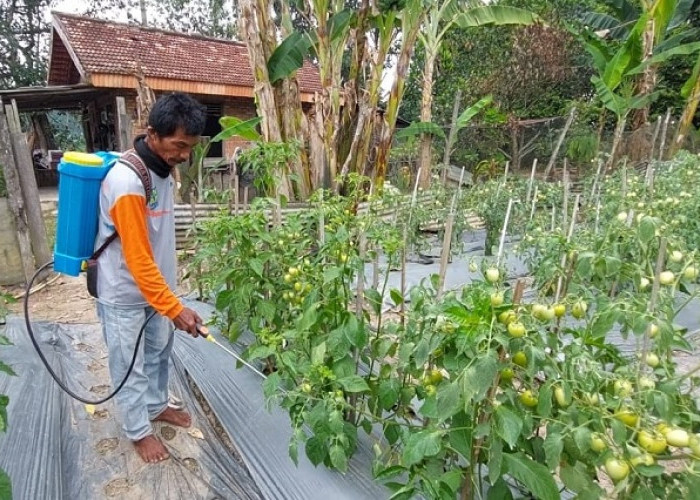 Kemarau Melanda, Para Petani Tomat di Banyuasin Sulit Mendapatkan Air dan Terpaksa Irit