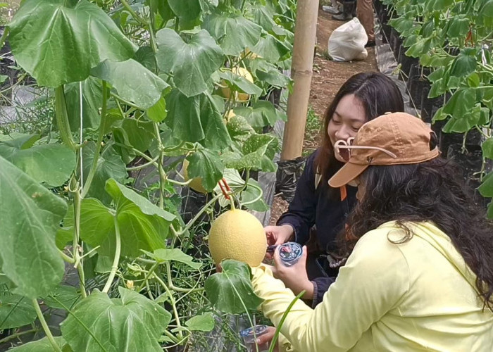 Menambah Pengalaman Dan Pelajaran, Mahasiswi Luar Negeri Kunjungi Kebun Melon