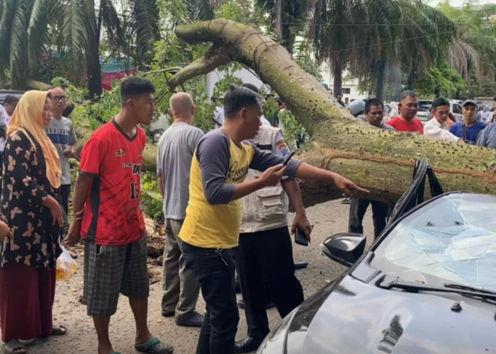 Usia Empat Dekade Jadi Penyebab Pohon Roboh Timpa Tiga Mobil