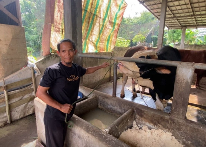 Kenaikan Capai 20 Persen, Idul Adha Bawa Angin Segar Bagi Peternak Sapi di Palembang 