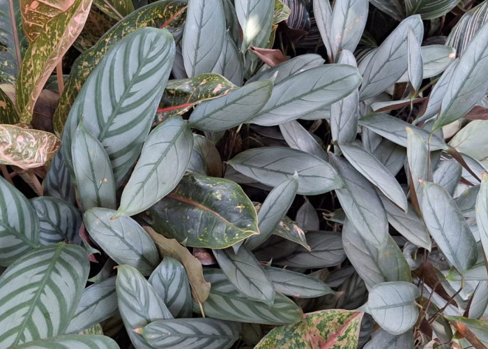 Prayer Plant Calathea, Tanaman Kalatea Penyaring Udara Kotor dan Zat Berbahaya