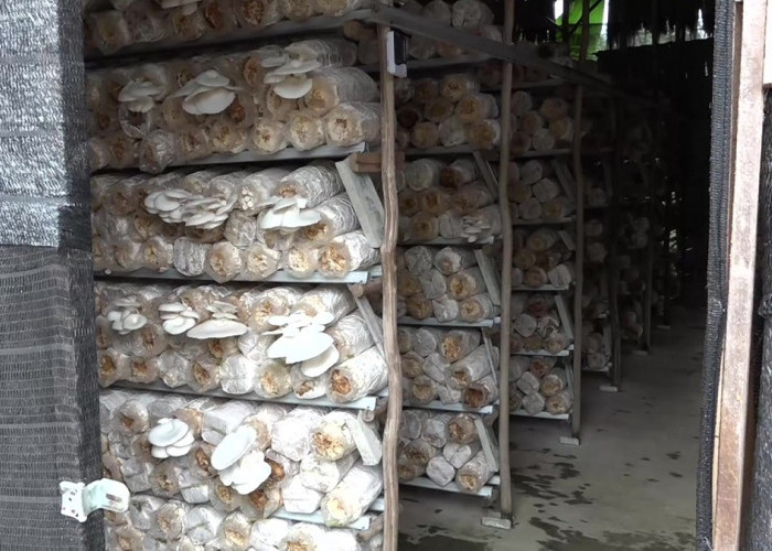 Budidaya Jamur Tiram Jadi Peluang Usaha Menjanjikan di Palembang