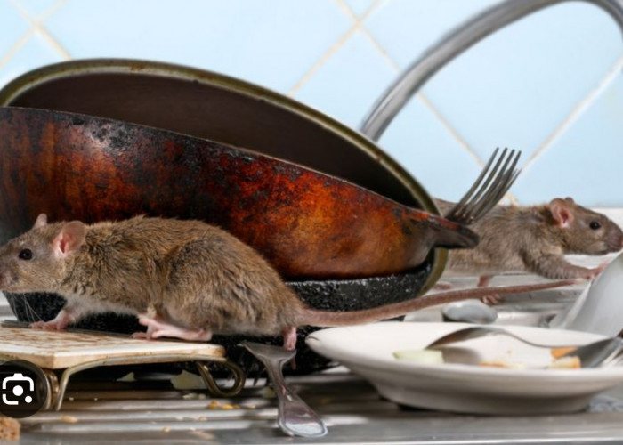 Praktis dan Ampuh dengan Bahan Alami, 5  Cara Ampuh Mengusir Tikus di Rumah Tanpa Racun