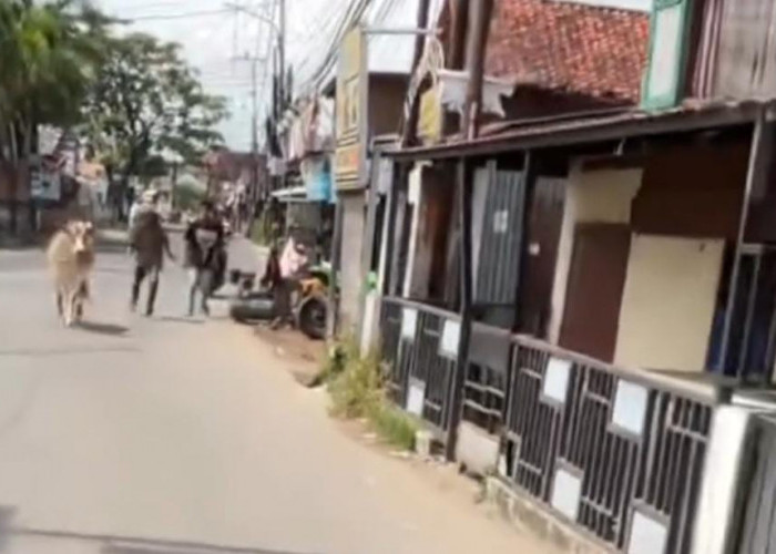 Seekor Sapi Qurban Lepas di Palembang, Bikin Heboh dan Hampir Seruduk Warga