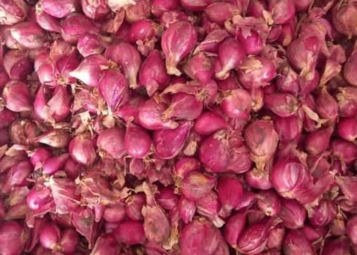 Petani Bawang Merah Menjerit, Harga Bawang Merah Anjlok Sampai Rp 12.000 Per Kg